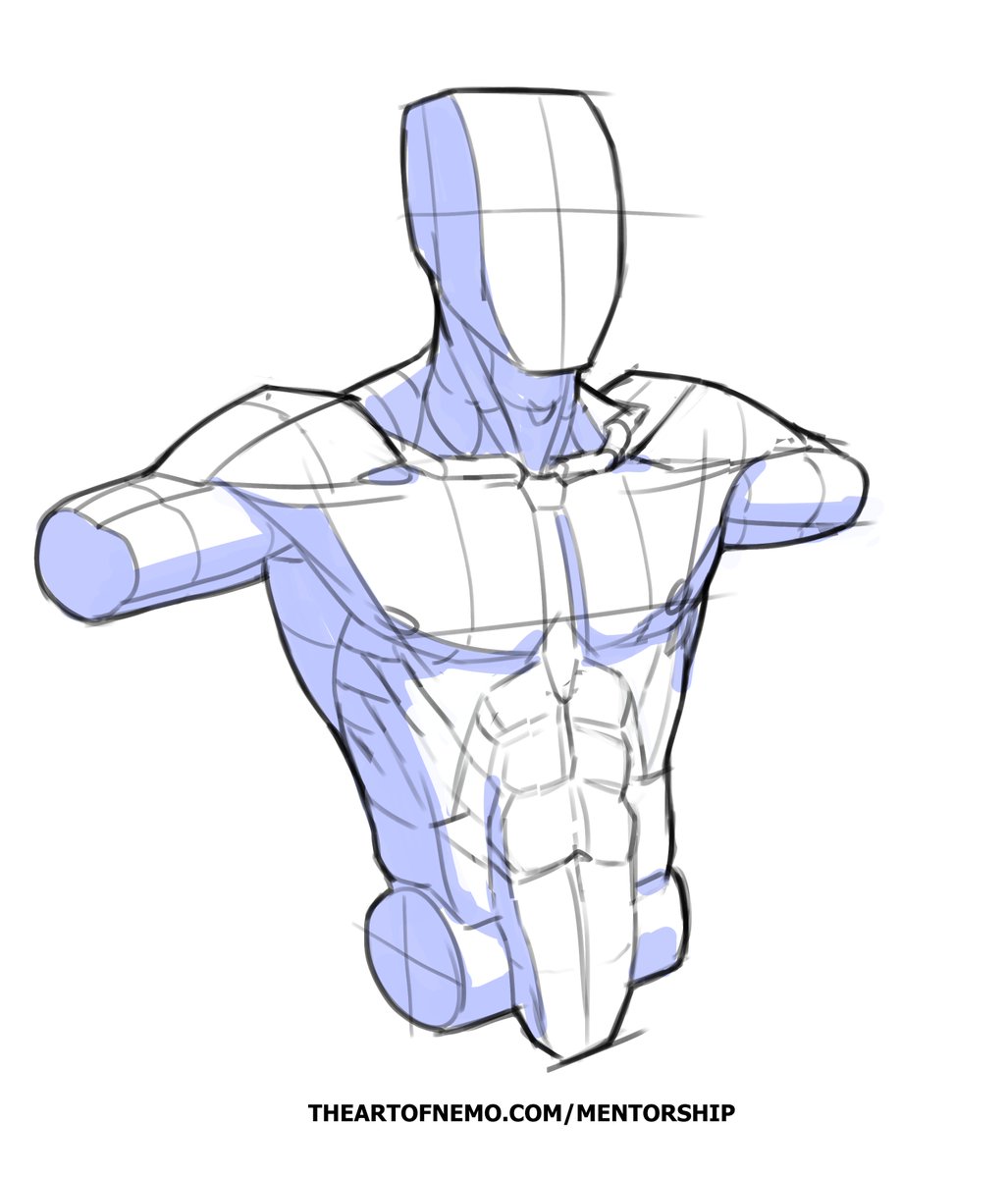 theartofnemo's tweet photo. Anatomy example/traceover for a student of my mentorship https://t.co/iHjmm0ZMLC