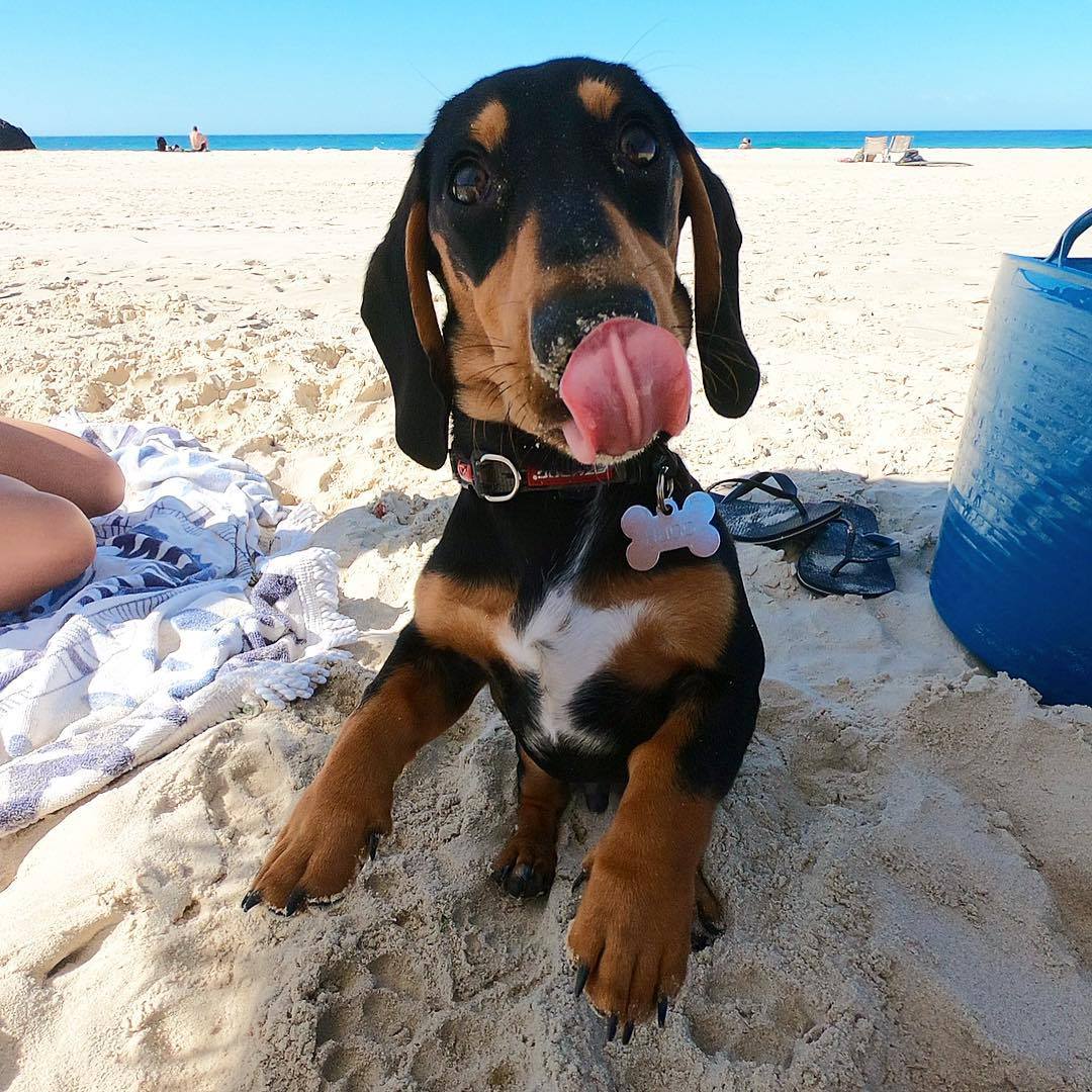 salsichinhas's tweet photo. Hoje é dia de praia https://t.co/nk9PqoDJaW