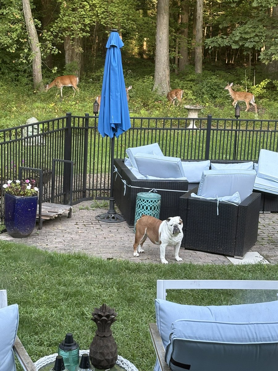 Open the gate and let my new friends in please!