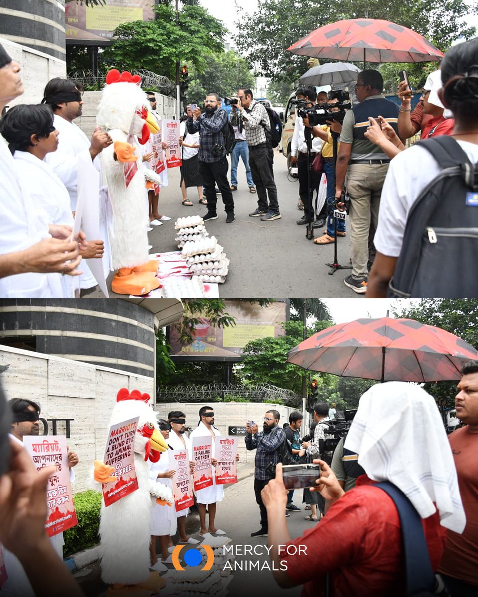 MFA_India's tweet photo. Outside JW Marriott Kolkata, MFA India delivered a clear message: Enough cruelty. Enough delays.

Marriott promised to go cage-free by 2025 — but hens are still trapped in misery. 🐔

Guests deserve better. Animals deserve better. India deserves better.

https://t.co/PwOyxDE8GJ https://t.co/BJfBGV0iPR