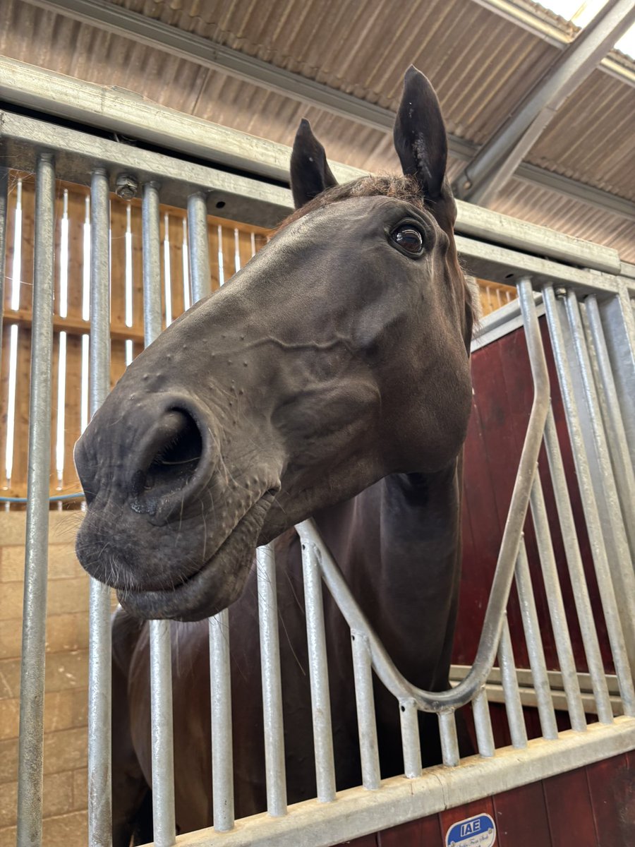 It’s #NationalRacehorseWeek, where Grade One winners smile at you….

STRONG LEADER 💜🧡❤️