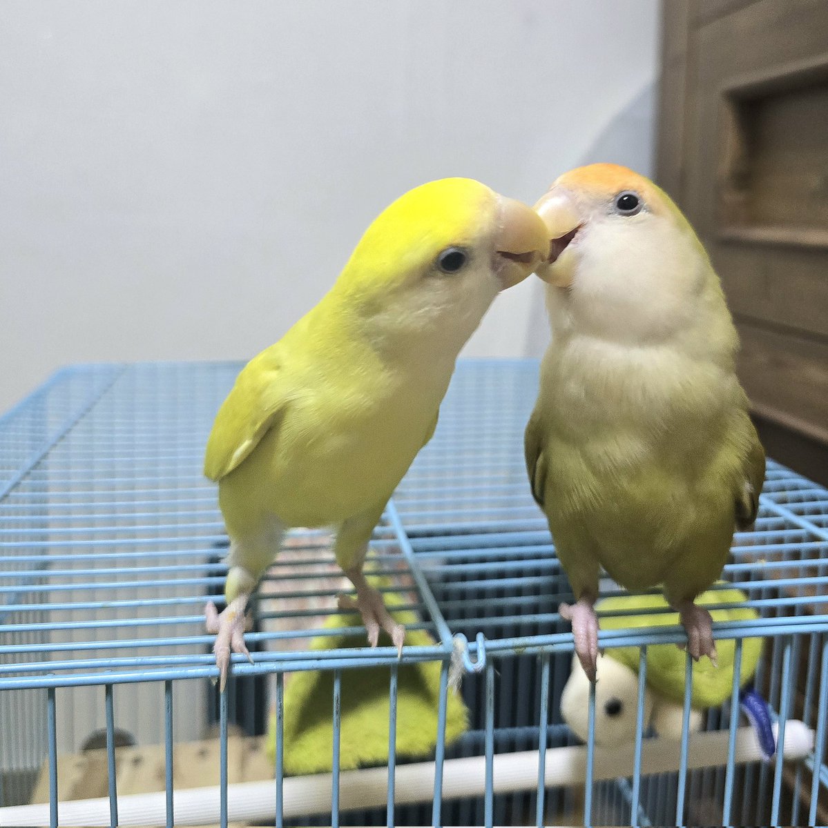 귀염둥이들 매일 오늘만 같아라🥰🥰💕