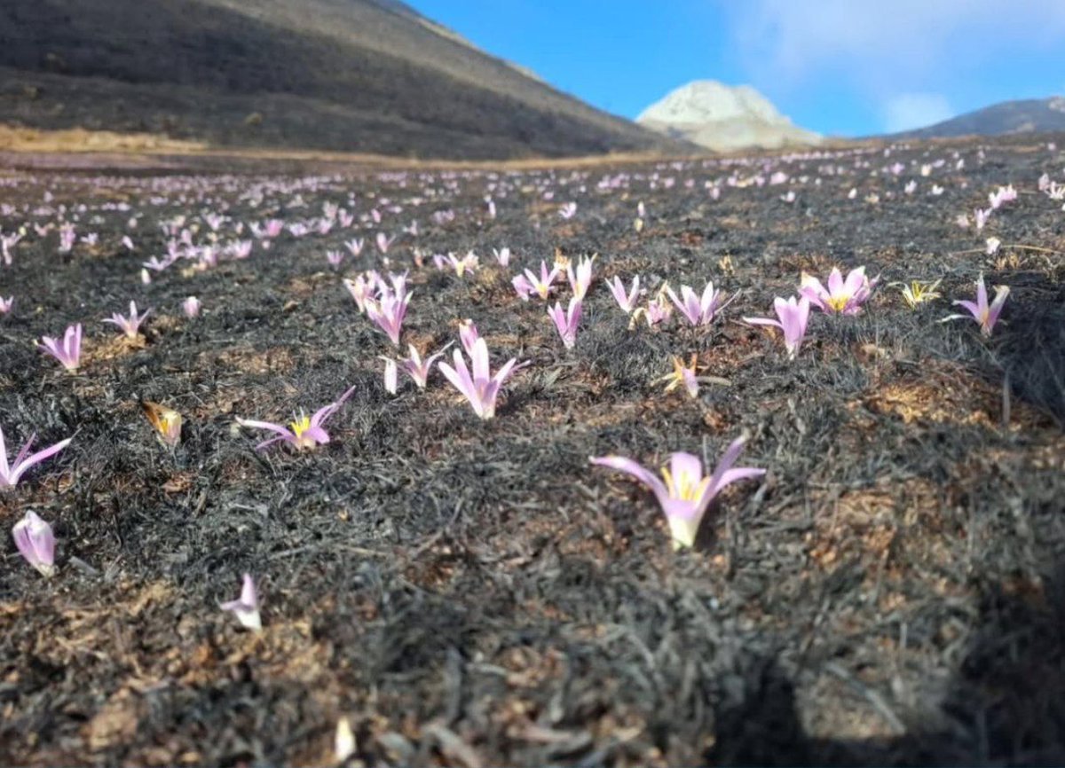 La vida se abre paso entre las cenizas. 

#DescubreValdeon #PicosDeEuropa #Leonesp
