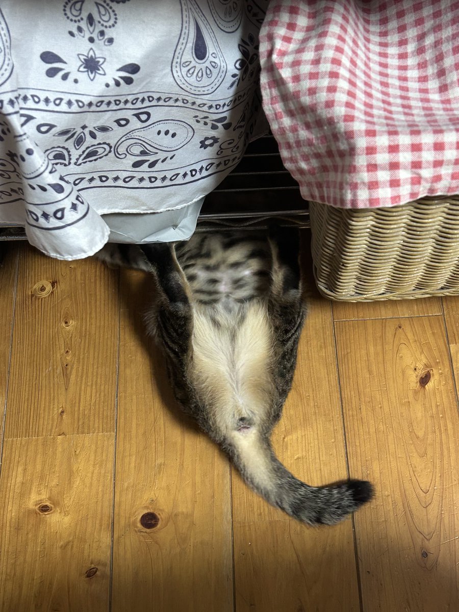 lisasadecember's tweet photo. 体が入るところはくまなくチェックしております https://t.co/bnBIhME5Tq