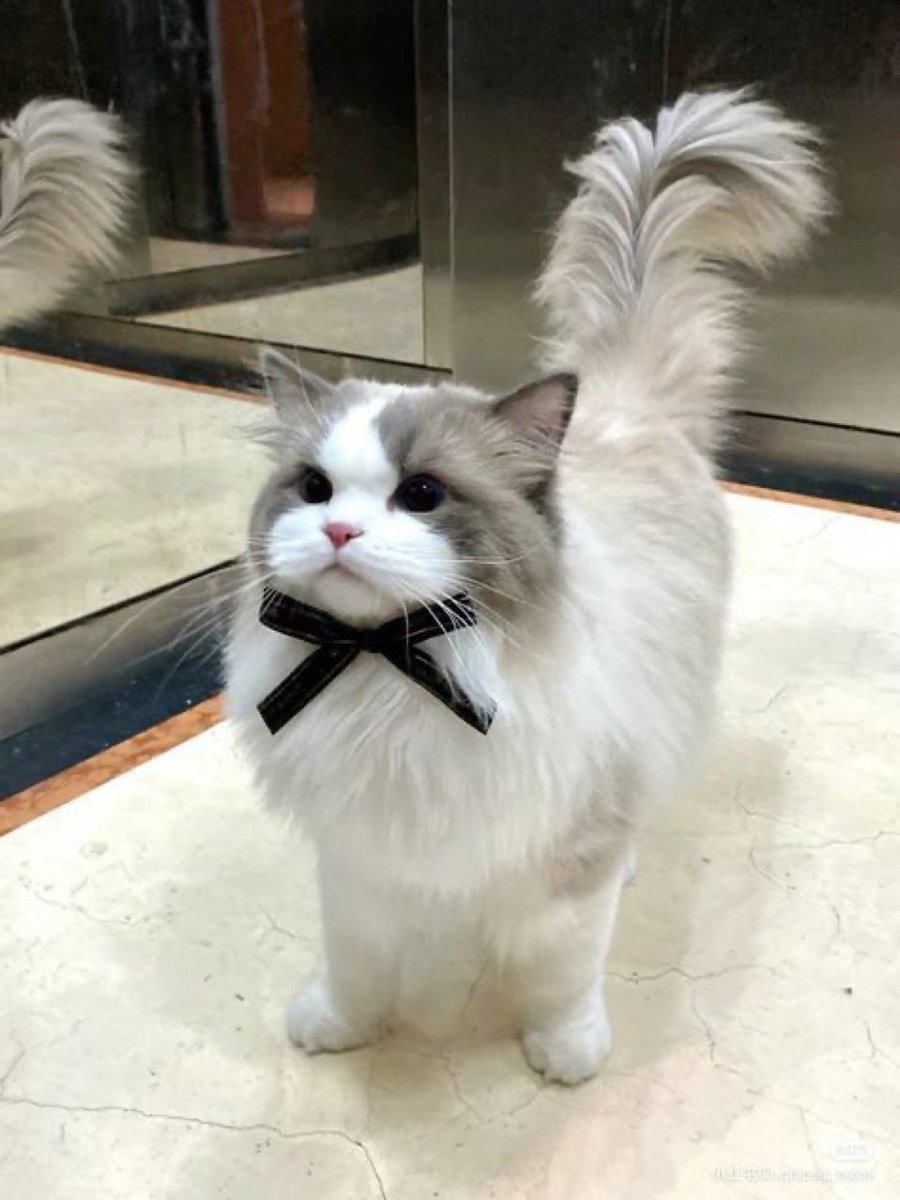 Frosty got a haircut and some new clothes thanks to Baskitch. Feeling fresh

Is just bizinis iwo ngw

Type shi
