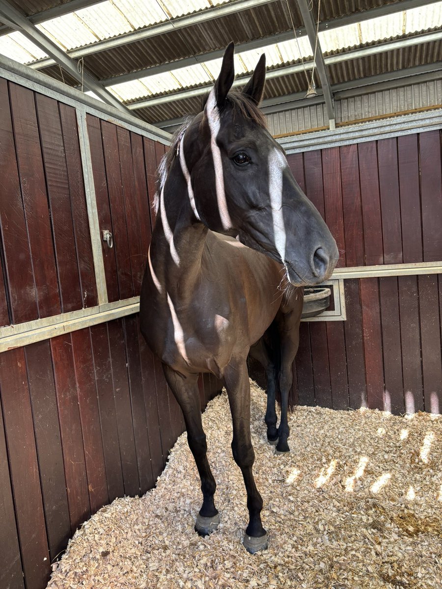 Long Draw💙
#NationalRacehorseWeek