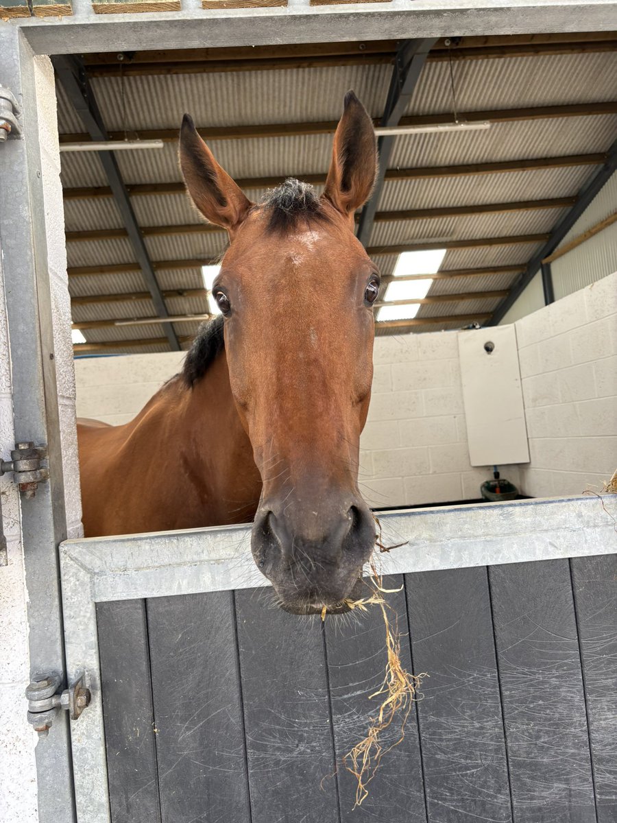 Brewin’Upastorm 💗
#NationalRacehorseWeek