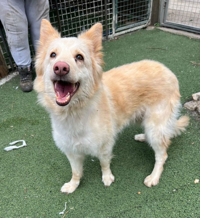 gsrescueelite's tweet image. Daisy May is around a year old and she was found curled up next to some train tracks. Daisy May is a sweet and playful girl who can live with older kids but needs some work on her doggy manners 
#dogs #germanshepherd #Essex 
gsrelite.co.uk/daisy-may/