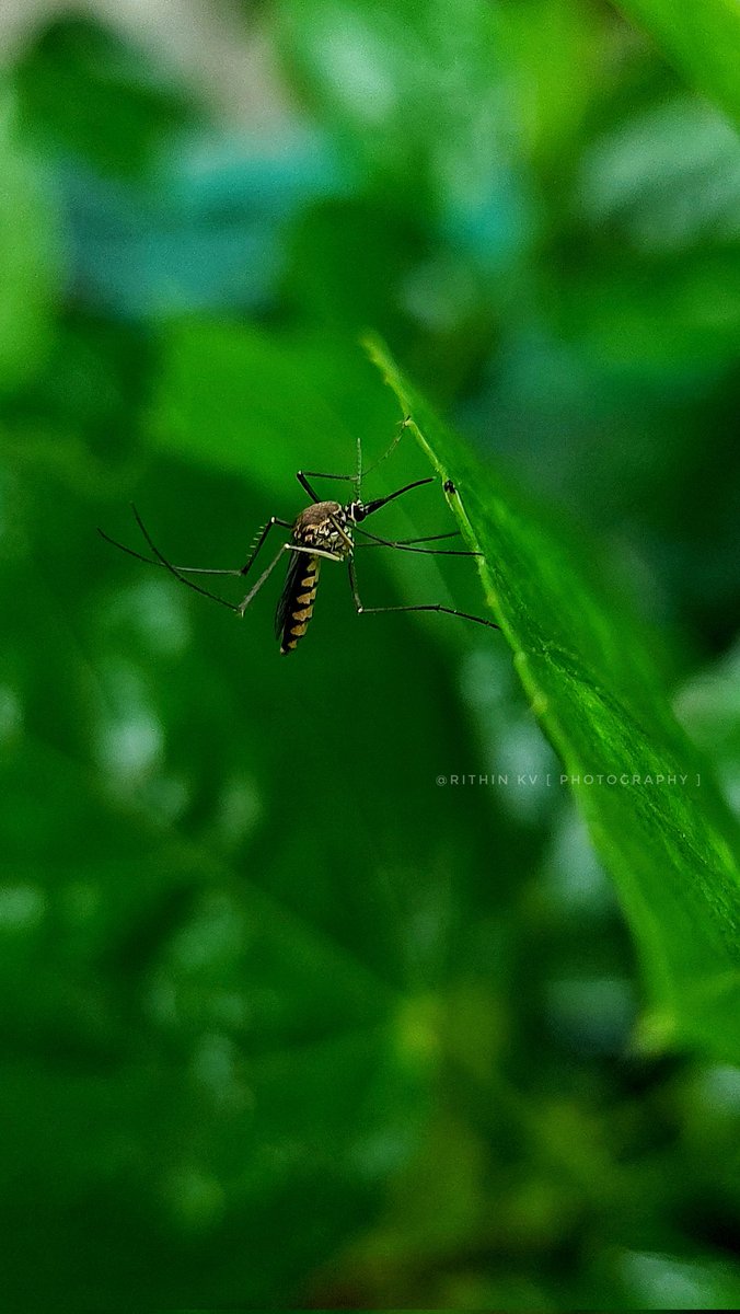 Iam_RITHIN_KV's tweet image. -
Wet from the rain,
a mosquito stands still
under a leaf 
unexpected beauty.🌧🍃

#NaturePhotography | #MosquitoInFocus | #MacroMagic | #MacroPhotography