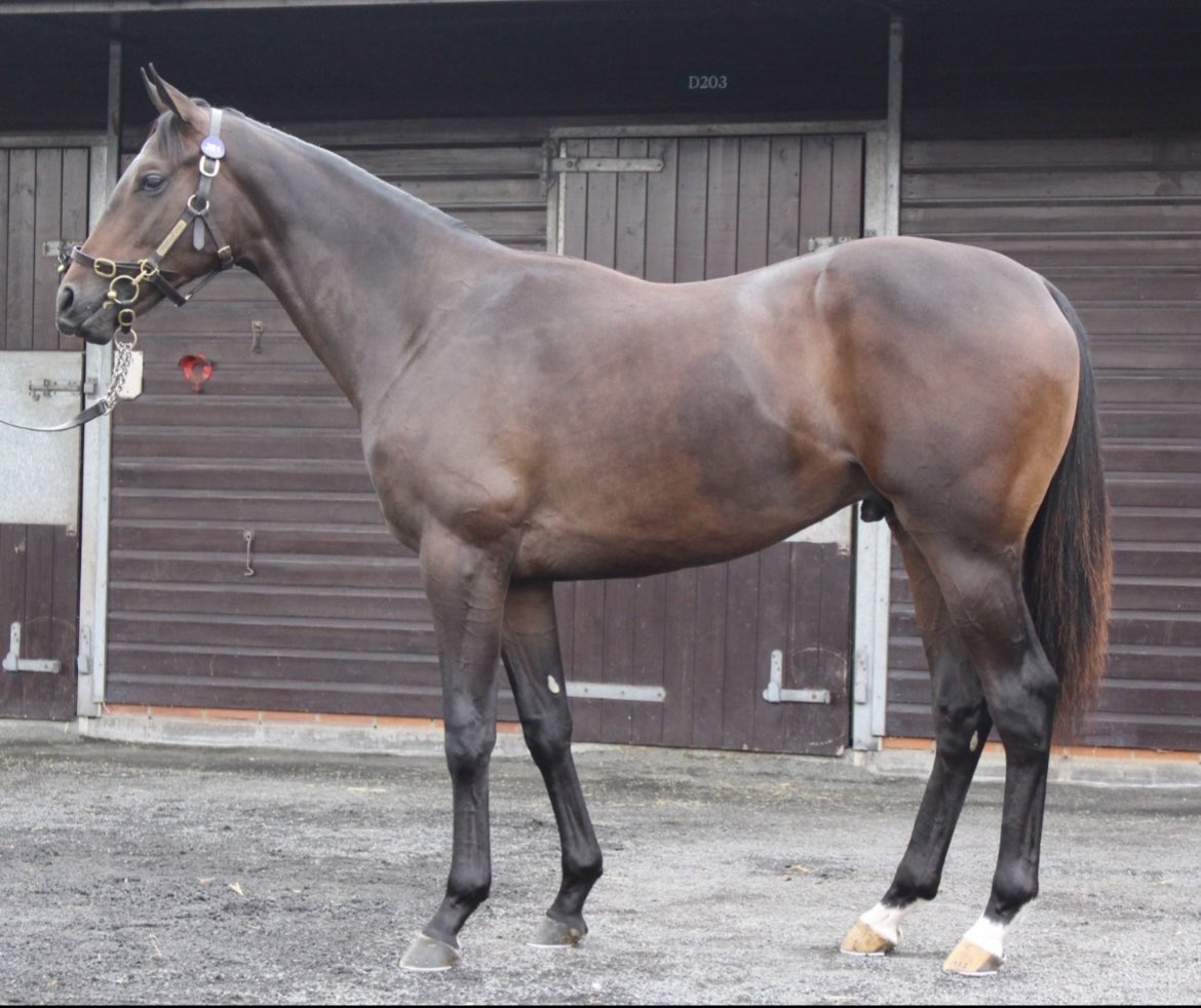 Newsells Park Stud tweet media