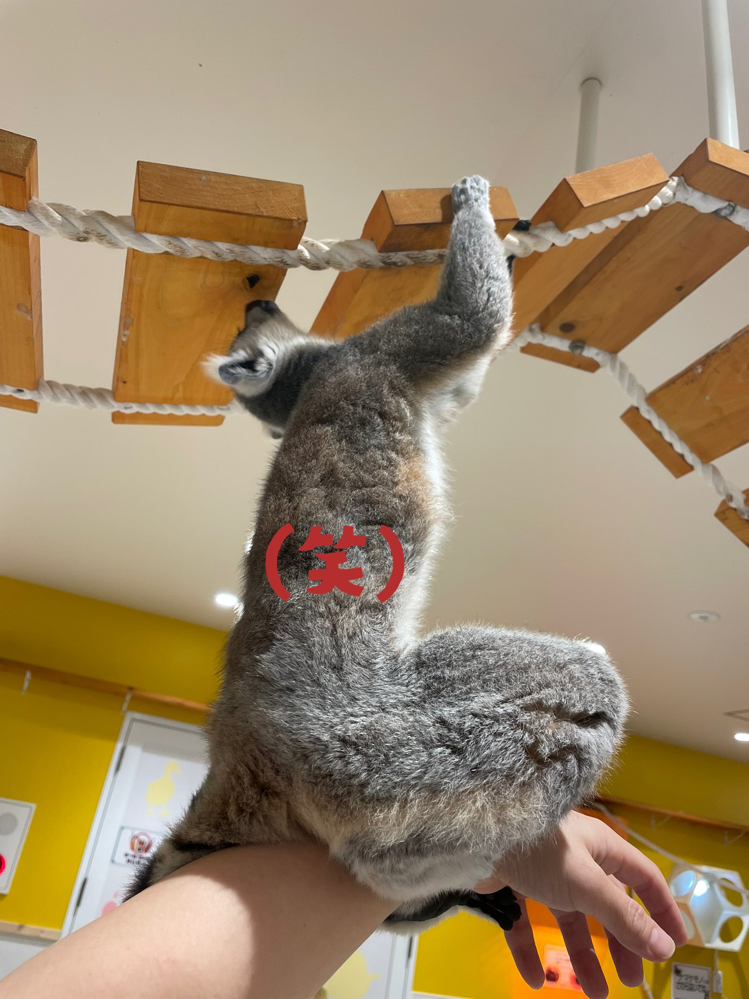 ピクニックワールド　さるパンダ被り物　4兄弟⁈ ピクニックワールド さるパンダ被り物 4兄弟⁈ ピクニック