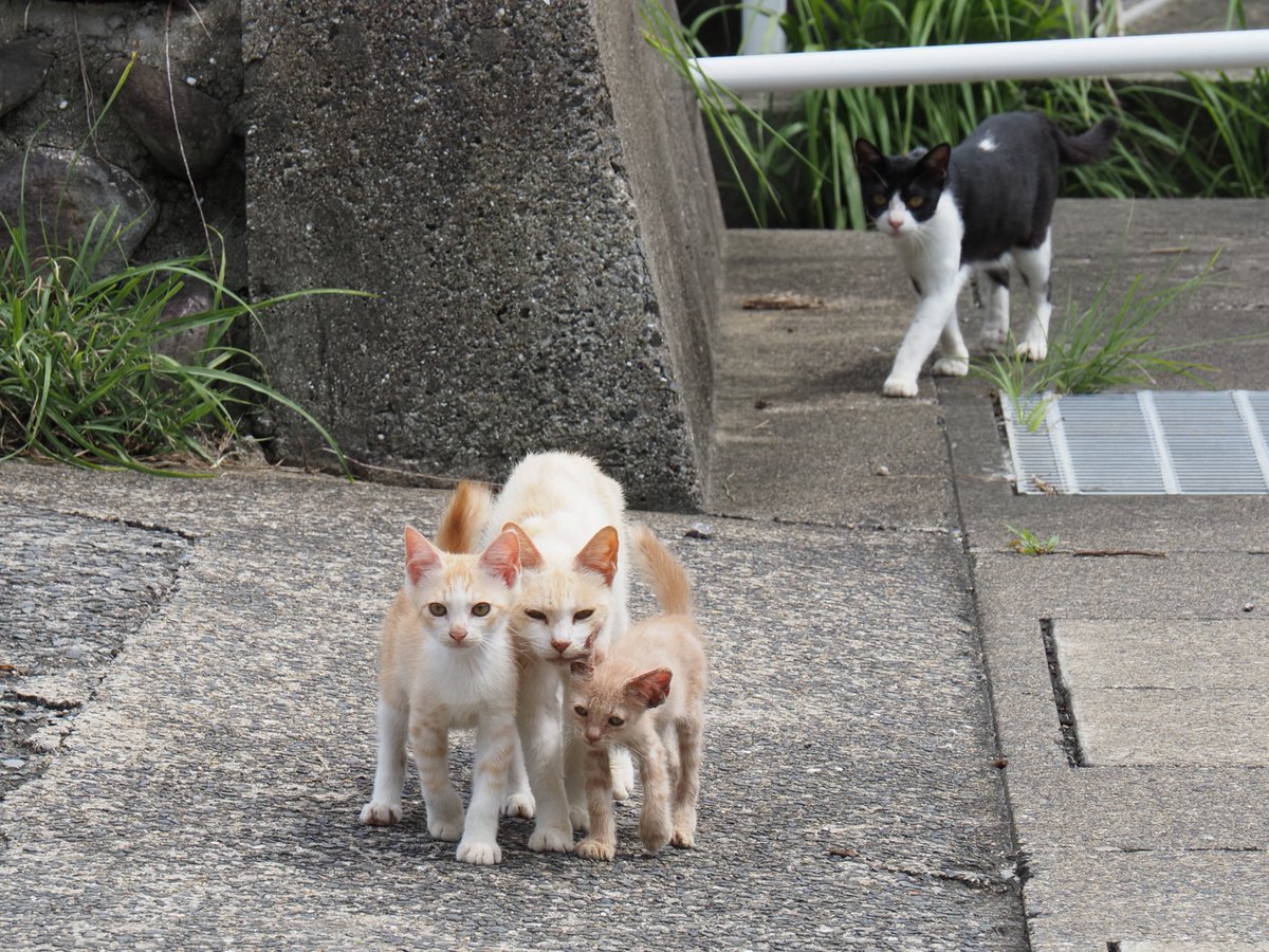 鱈 (@taratara_cod) on Twitter photo 