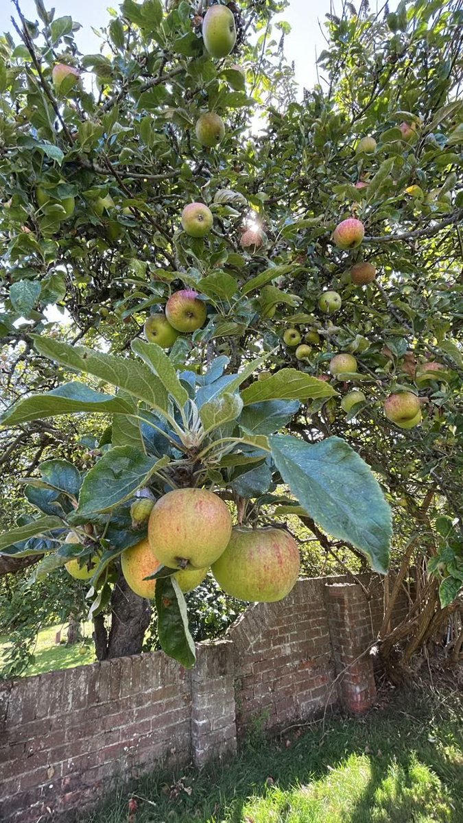 #Apples 🍎 a wonderful fruit which can be enjoyed in so many ways. Apple sauce with roast pork &amp; cracking to a glass of cool refreshing cider. Thank you Lord