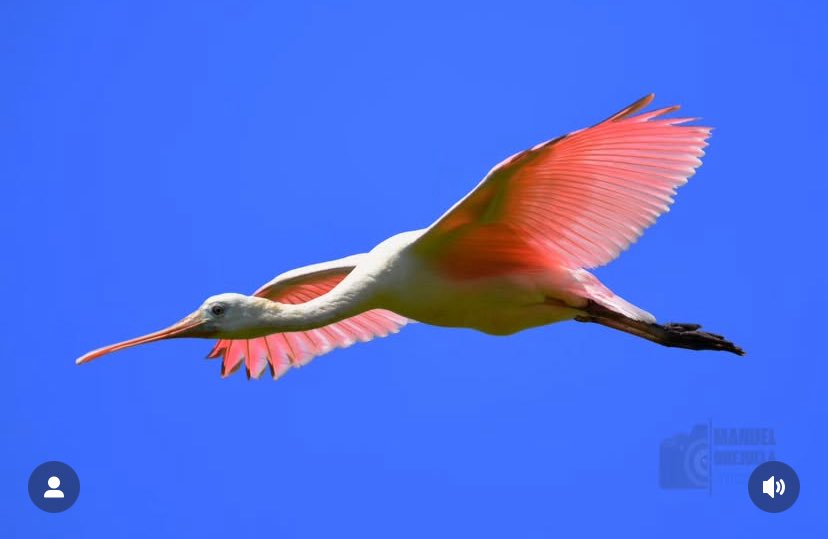 Compartimos fotografía de Manuel, un guía nativo de Mompiche. Una, de tantas aves que se encuentran en la zona. Platalea ajaja, conocida como espátula rosada 🩷
