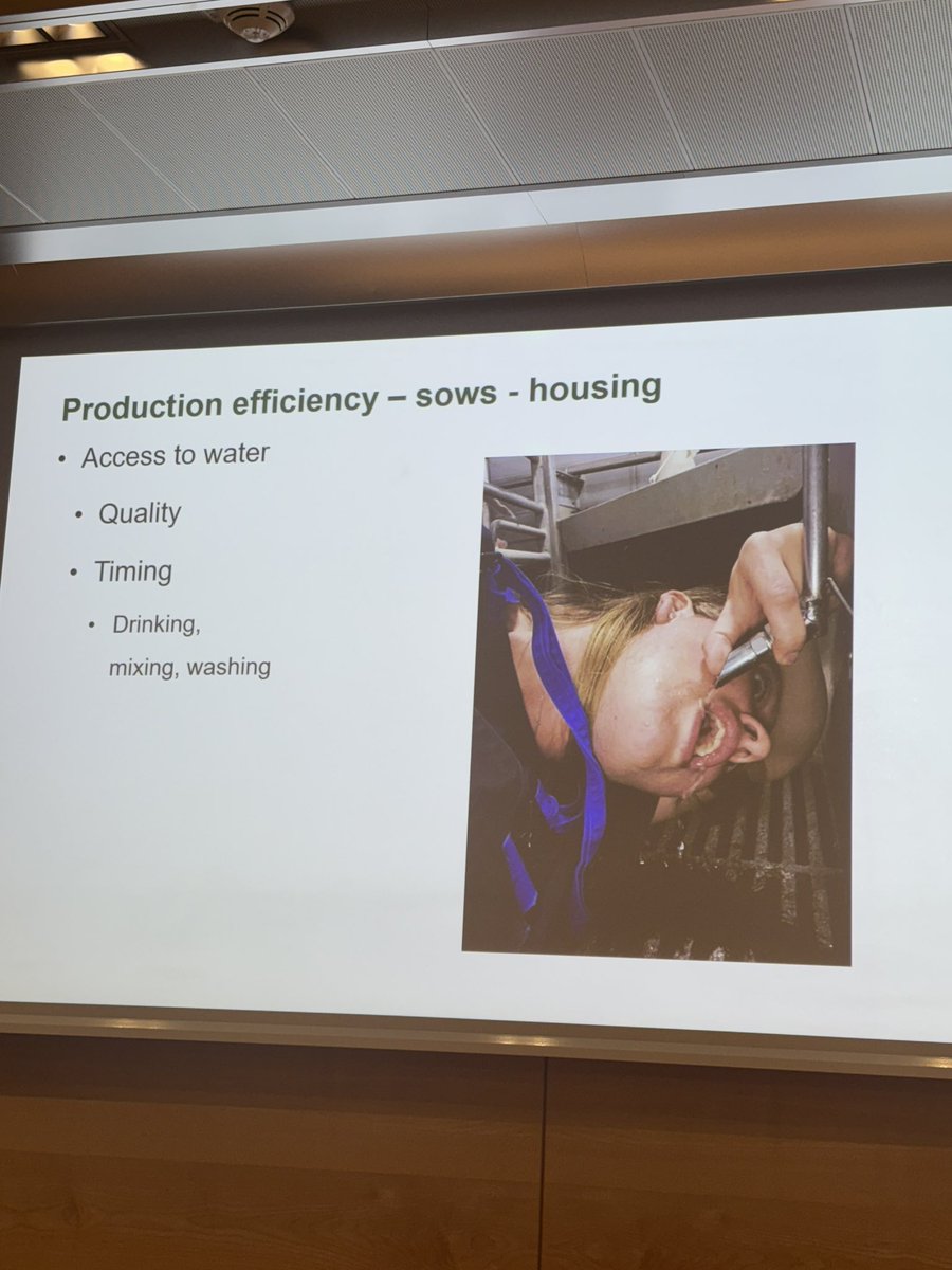 Shane McAuliffe 🐷✈️ tweet media