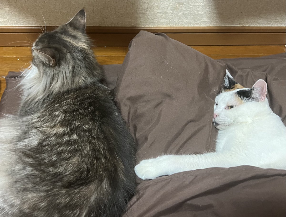 ぐれる★ミ tweet media