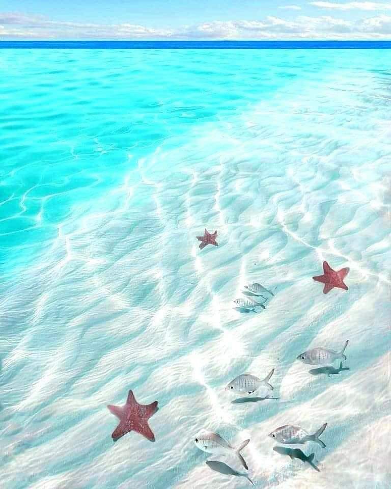 The Bahamas