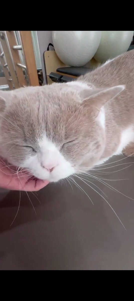 what if....just what if emi dyed her hair darker and bonnie was in the pilates studio to prepare for this specific novel adaptation? 😳

#emibonnie #เอมี่บอนนี่