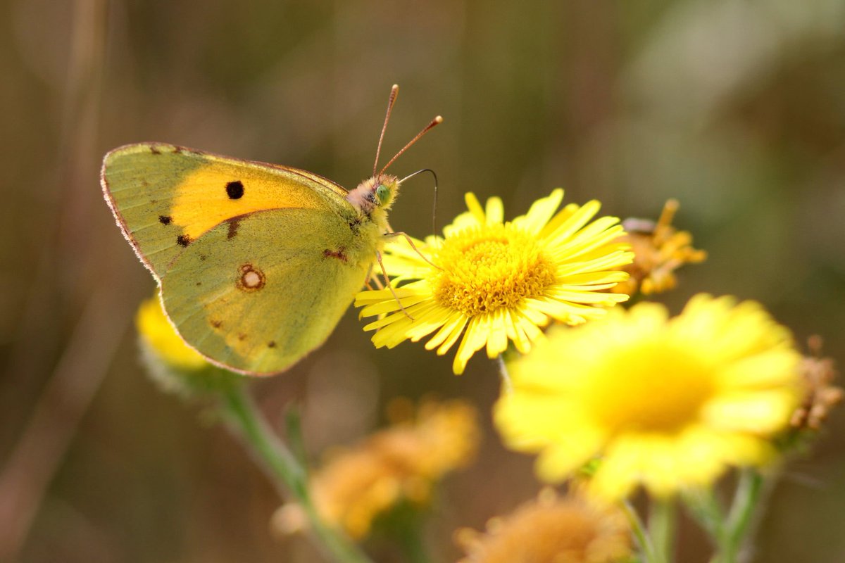 Richard Willison tweet media