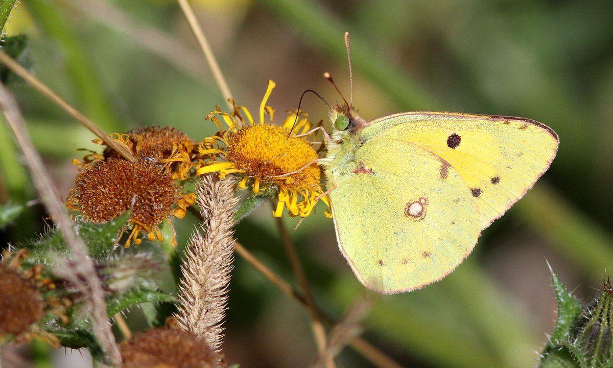 Richard Willison tweet media