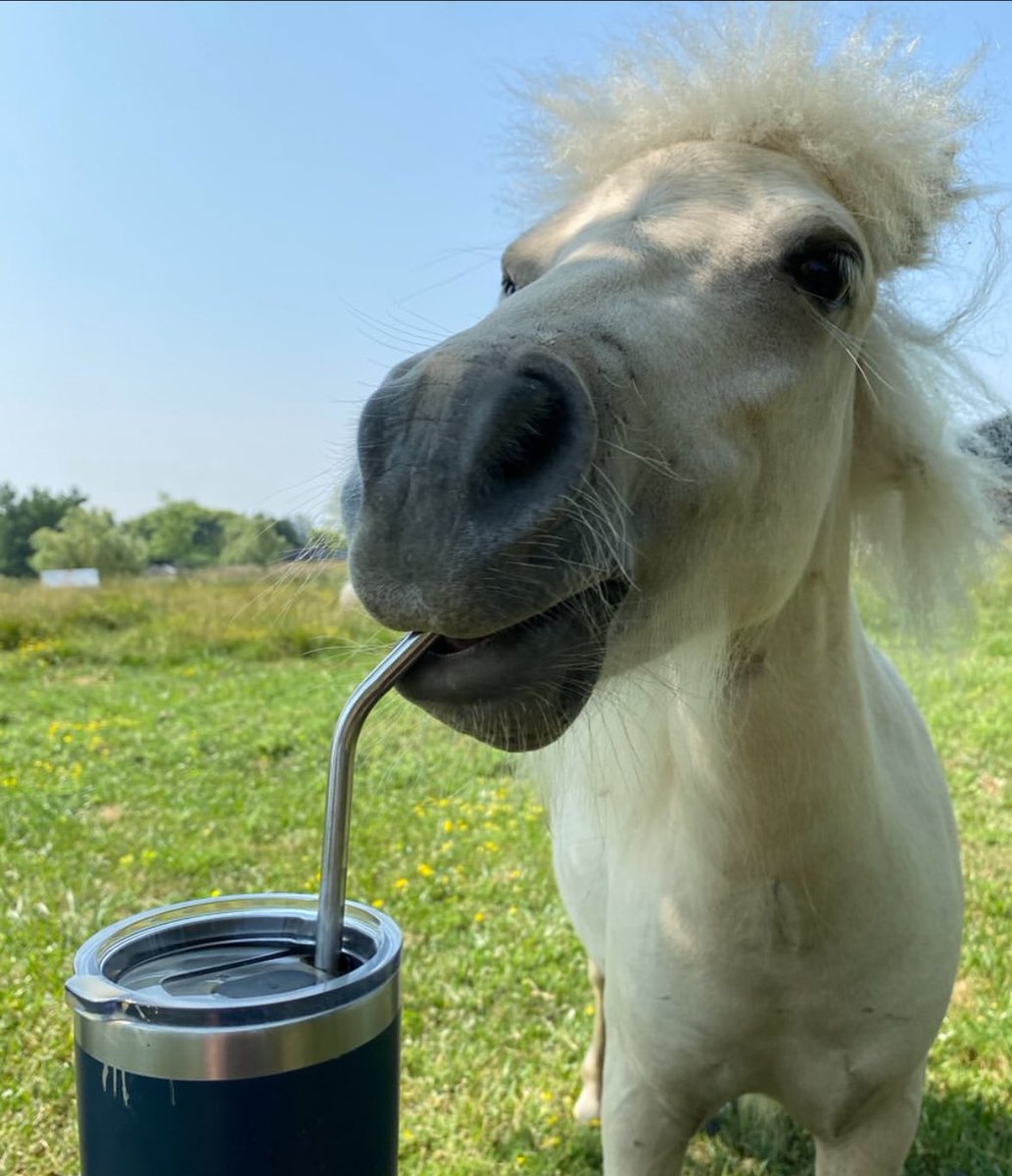 horseimage's tweet image. heyyyyy