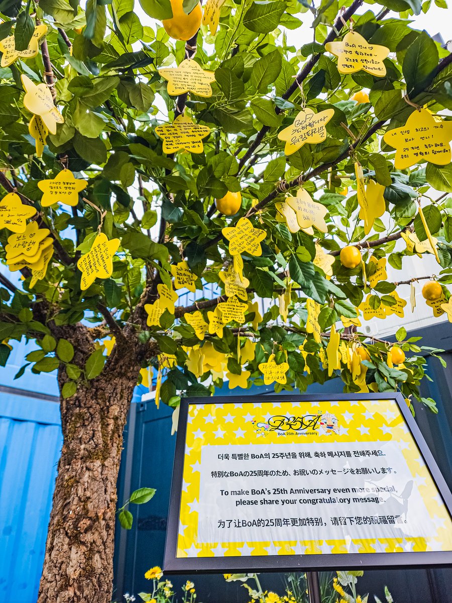 My muse BoA
데뷔 25주년 대 축 하!!

#BoA #LetsGetCraizer25