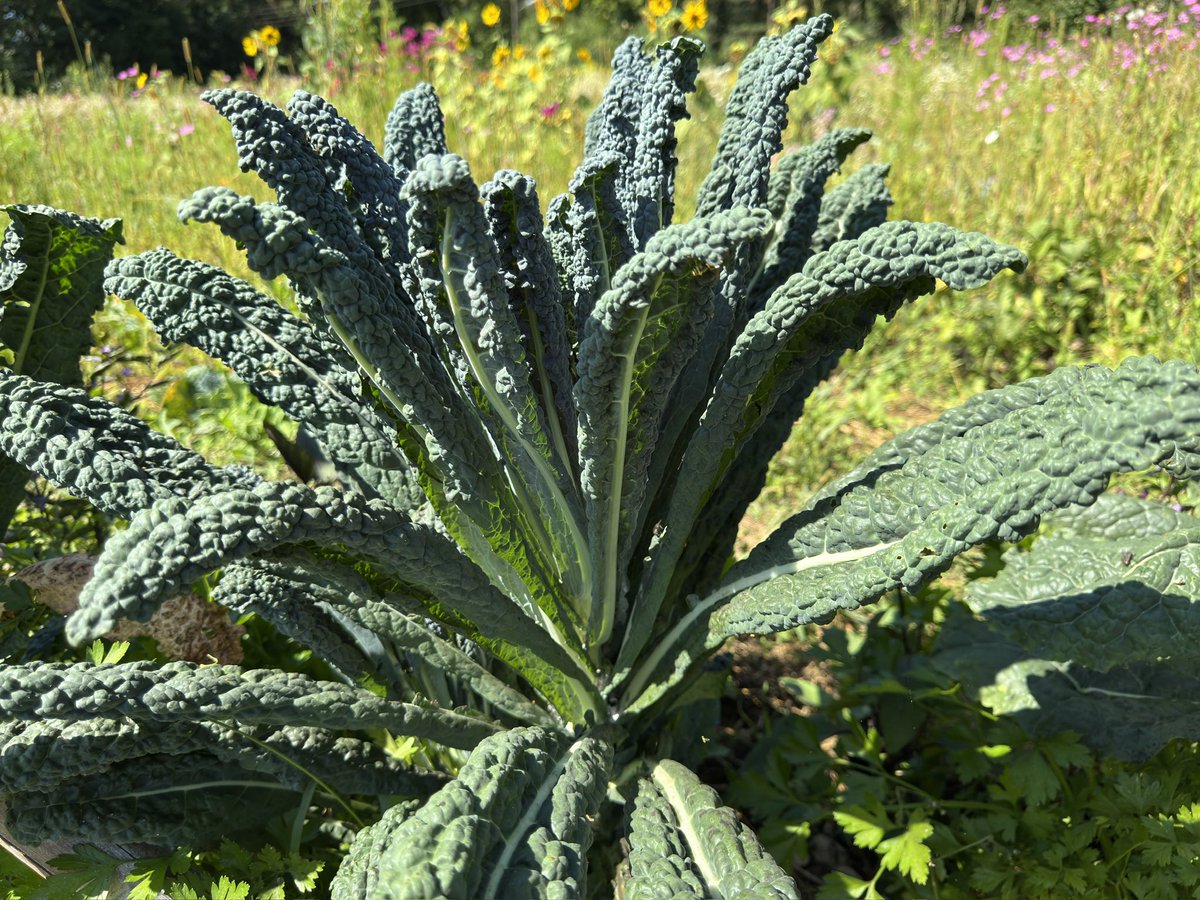 Tuscan kale is delicious and beautiful. Ein prachtvoller Schwarzkohl (Nero di Toscana). Er schmeckt und sieht auch noch schön aus.
