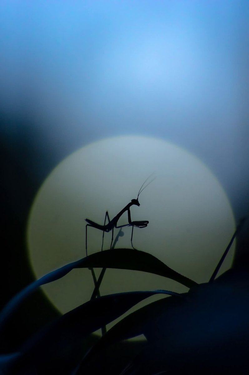 なんてカッコいい生き物なんだろう