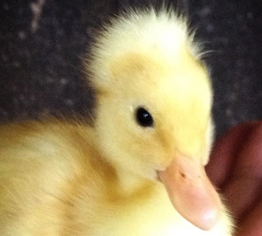 (사진을 눌러보세요)
요즘 이런 보송송오리에 푹 빠져있음
머리가 삐쭉삐쭉보송송한게너무너무귀요움 ㅠㅠ
완전 노란털오리훈이잖아 
그만하라고 손쪼아버릴때까지 쓰다듬을거임 
내 손가락을깨물깨물해도 계속 쓰다듬을거임