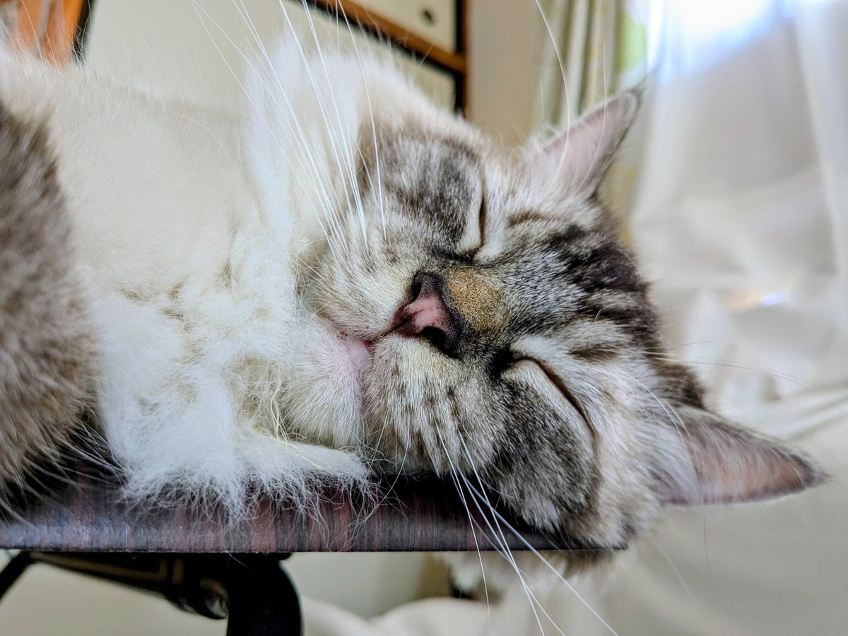 seal_point_cats's tweet photo. おやすみなさい💤
#猫好きさんと繋がりたい #ラガマフィン https://t.co/PKchxXzthd