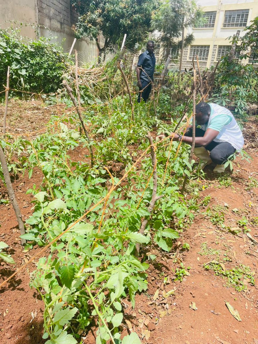 UnganoTena's tweet image. Today wasn’t about office desks — it was about digging in the soil! 🙌 The @UnganoTena team spent the day urban farming under the PEIS Project, growing veggies, hope and climate resilience. Small actions → big change. 🌱🥕 #UrbanFarming #PEISProject #ClimateChange  @aphrc