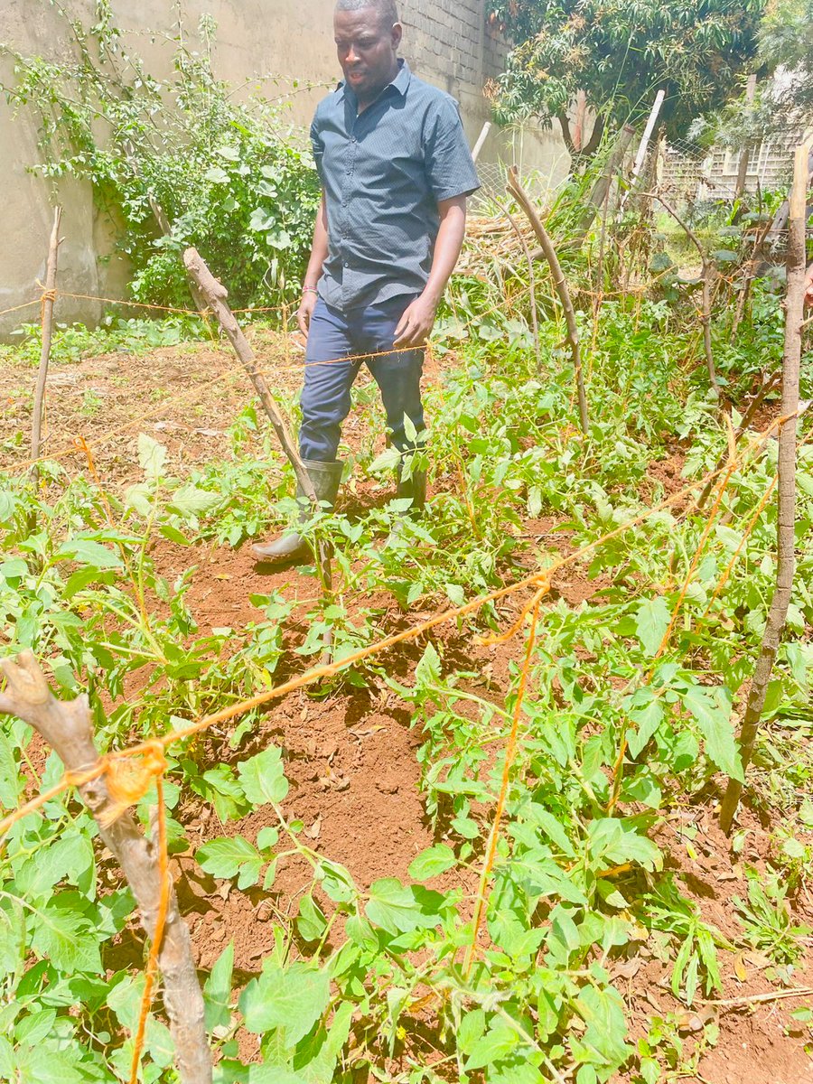 UnganoTena's tweet image. Today wasn’t about office desks — it was about digging in the soil! 🙌 The @UnganoTena team spent the day urban farming under the PEIS Project, growing veggies, hope and climate resilience. Small actions → big change. 🌱🥕 #UrbanFarming #PEISProject #ClimateChange  @aphrc