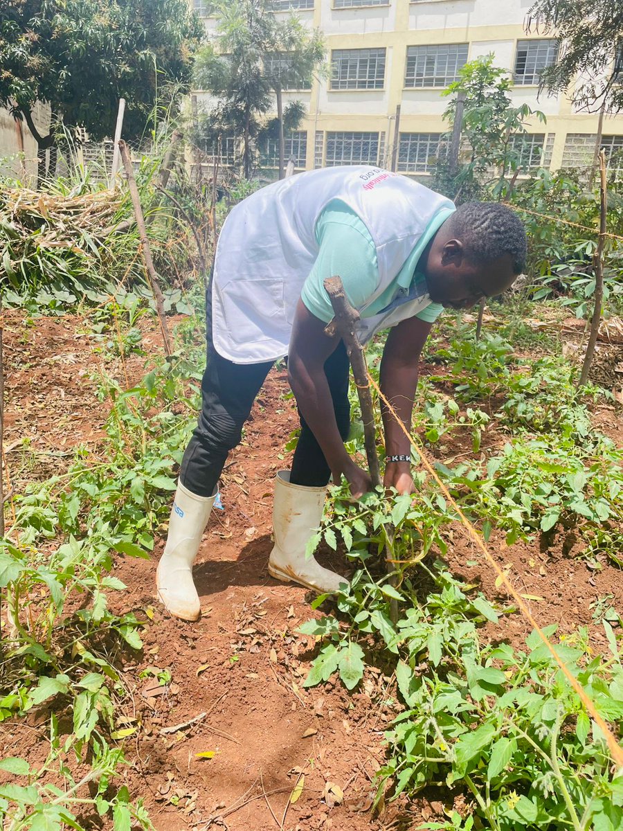 UnganoTena's tweet image. Today wasn’t about office desks — it was about digging in the soil! 🙌 The @UnganoTena team spent the day urban farming under the PEIS Project, growing veggies, hope and climate resilience. Small actions → big change. 🌱🥕 #UrbanFarming #PEISProject #ClimateChange  @aphrc