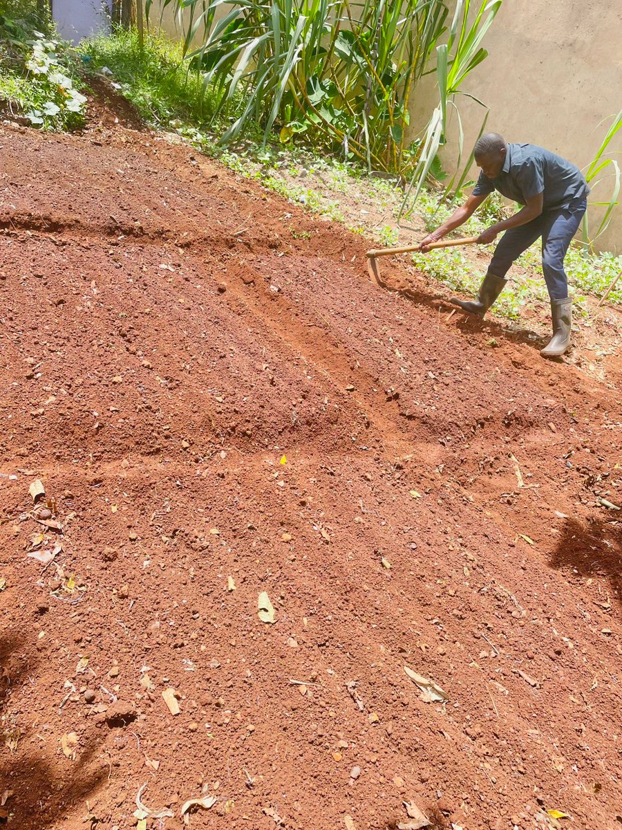 UnganoTena's tweet image. Today wasn’t about office desks — it was about digging in the soil! 🙌 The @UnganoTena team spent the day urban farming under the PEIS Project, growing veggies, hope and climate resilience. Small actions → big change. 🌱🥕 #UrbanFarming #PEISProject #ClimateChange  @aphrc