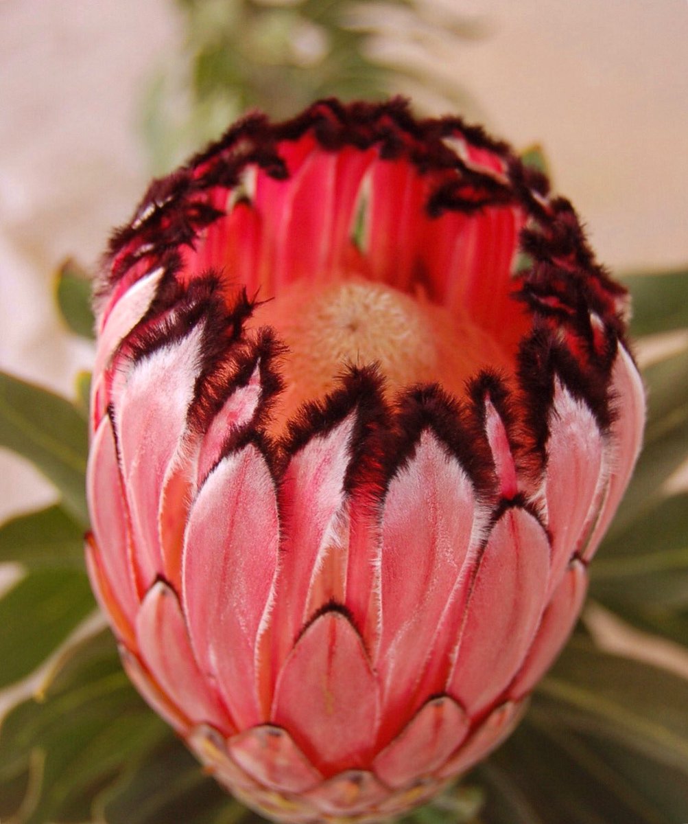 Neriifolia or Narrow-Leaf Sugarbush🌷The blooms of this species while similar in shape, vary a lot in color. The bracts range from white through greens &amp; pinks to deep reds, while their soft, fuzzy beards range from white to black or burgundy &amp; even combinations of these colors.