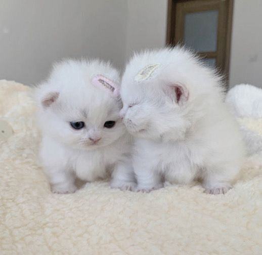 cutestscats's tweet photo. https://t.co/S4njdwQZvQ