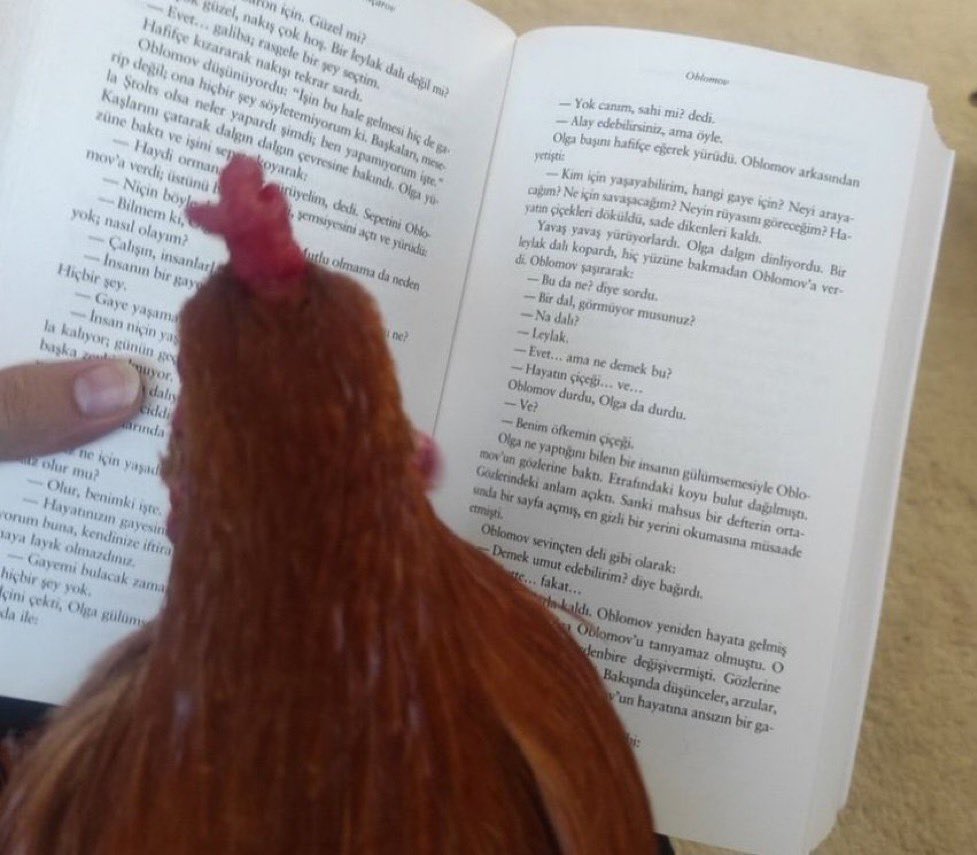 Tek çaren okumak, okumazsan şinitzel olursun.