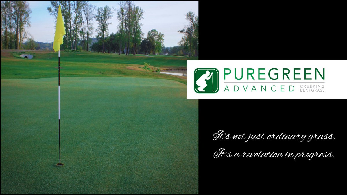 Bring your course to peak performance.

PureGreen — our elite blend of creeping bentgrass for golf greens.

✅ Rapid establishment
✅ Deep roots
✅ Cold germination
✅ Disease resistance

Top performance, built-in. ⛳

pureseed.com/all-products/p…

#Turfgrass #GolfCourse #PureGreen