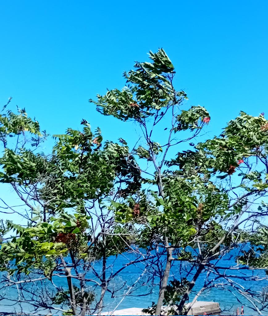 Катерина Галич tweet media