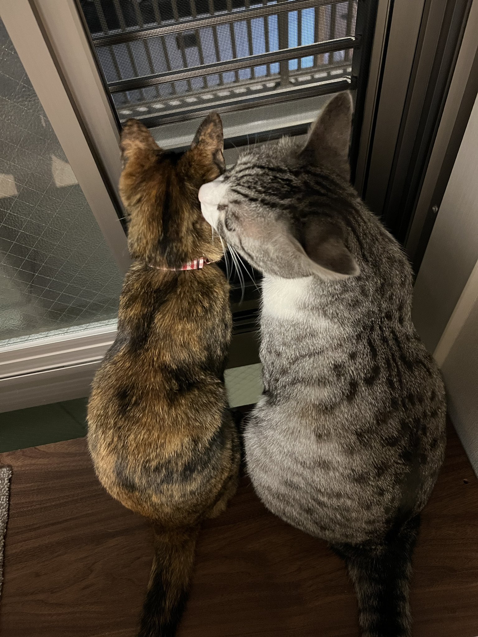 コブたぬキツねこ コブたぬキツねこ様専用 【公式通販】