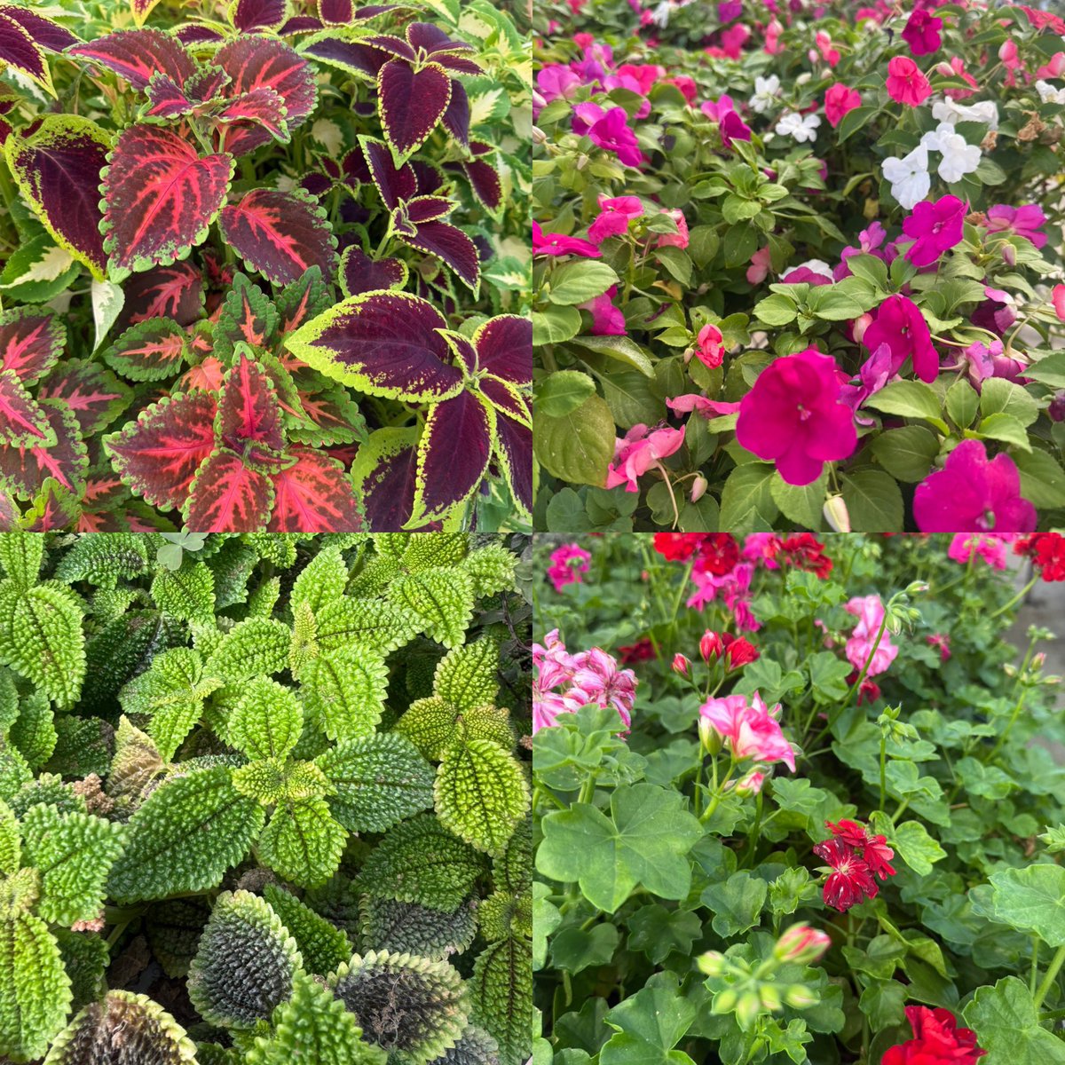 NBC_HayesAg's tweet image. Lots of plants available for sale today! Next sale date will be Saturday, September 6th from 9am-12 noon!