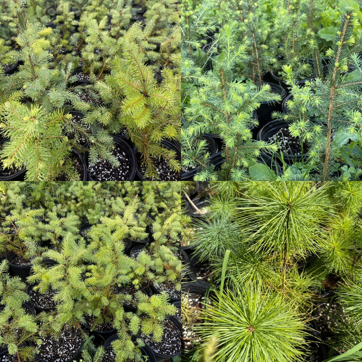 NBC_HayesAg's tweet image. Lots of plants available for sale today! Next sale date will be Saturday, September 6th from 9am-12 noon!