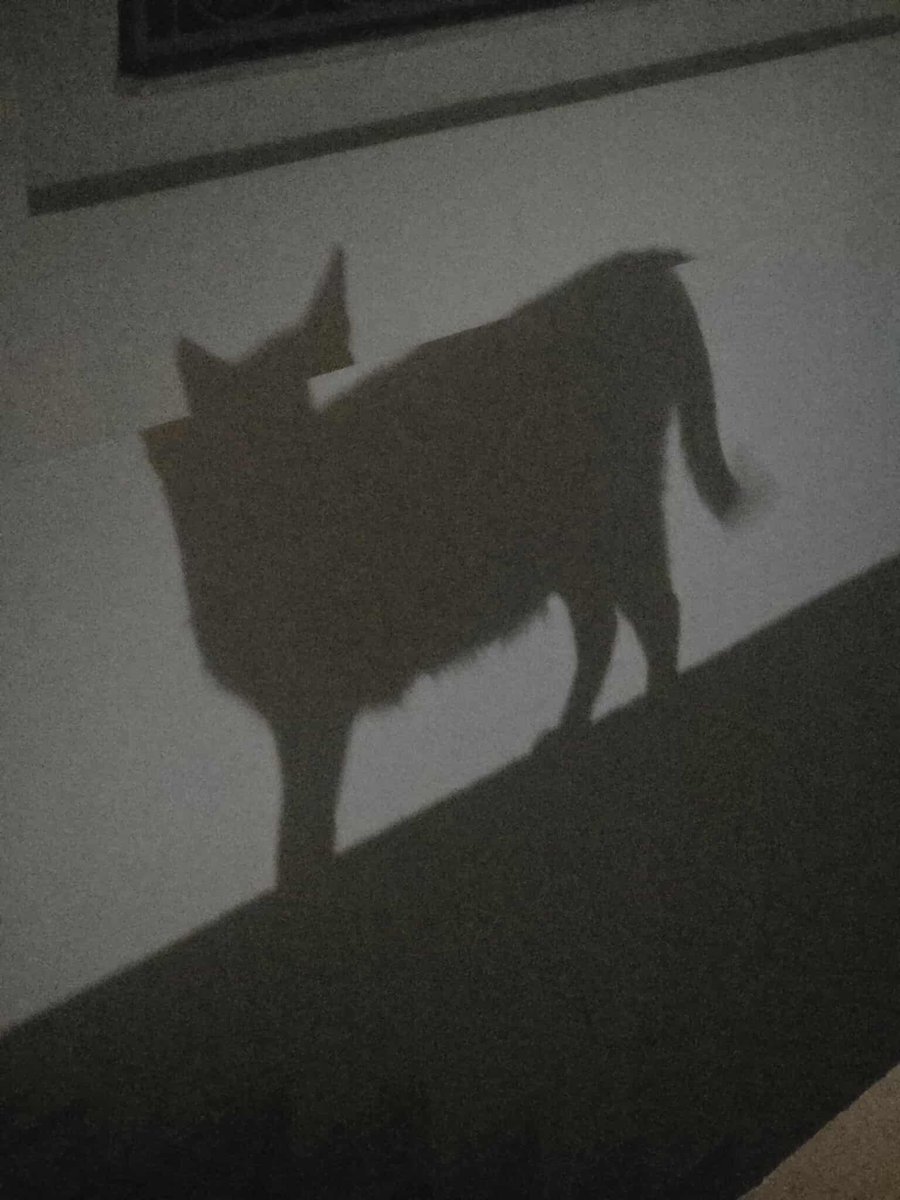 ضوء لمع وسط المدينة 🤣
🌙🐾 كل ليلة، بيشو تتحول إلى باتمان الصغير… تخرج في جولة ليلية خارج الدار وترجع تجي تفيقني باش نحللها الباب! 😹
#قطط #ليالي_باتمان #حياة_القطط #ضحك_مع_الحيوانات