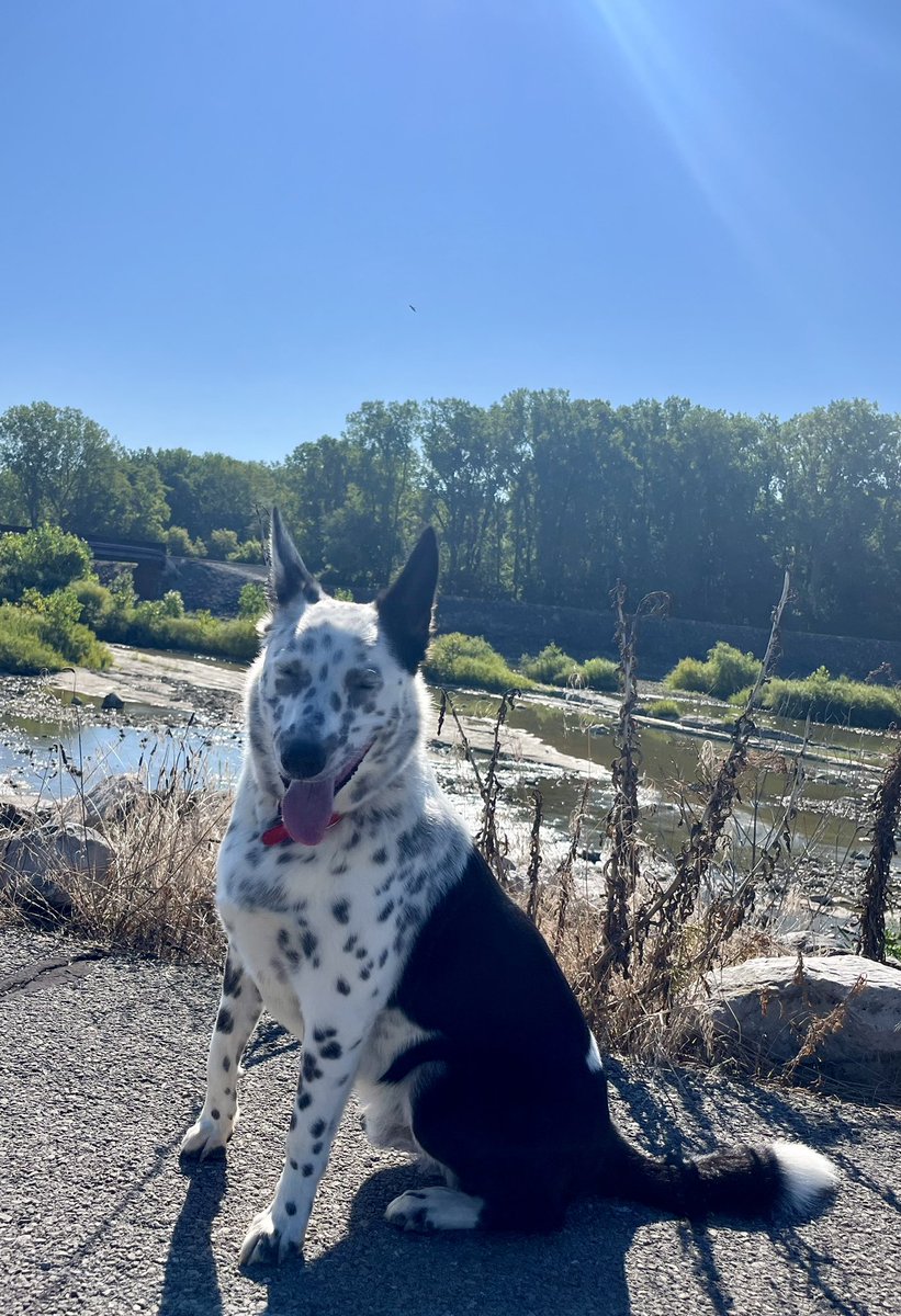 ada_pochita's tweet photo. My “Hero”….is two years old,full of love and tenderness !!! #borderHeeler #Doglover https://t.co/GVdeVnlOD1