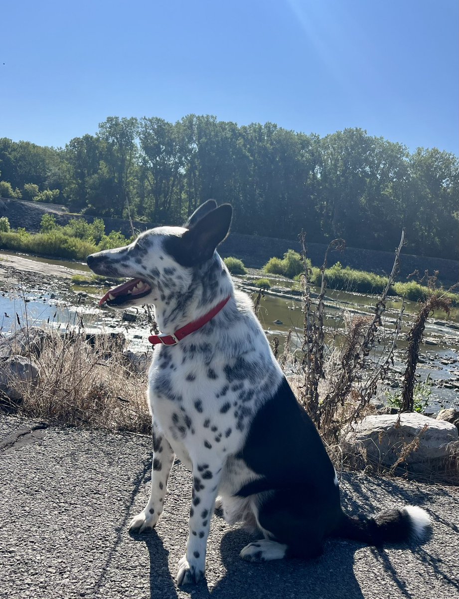 ada_pochita's tweet photo. My “Hero”….is two years old,full of love and tenderness !!! #borderHeeler #Doglover https://t.co/GVdeVnlOD1
