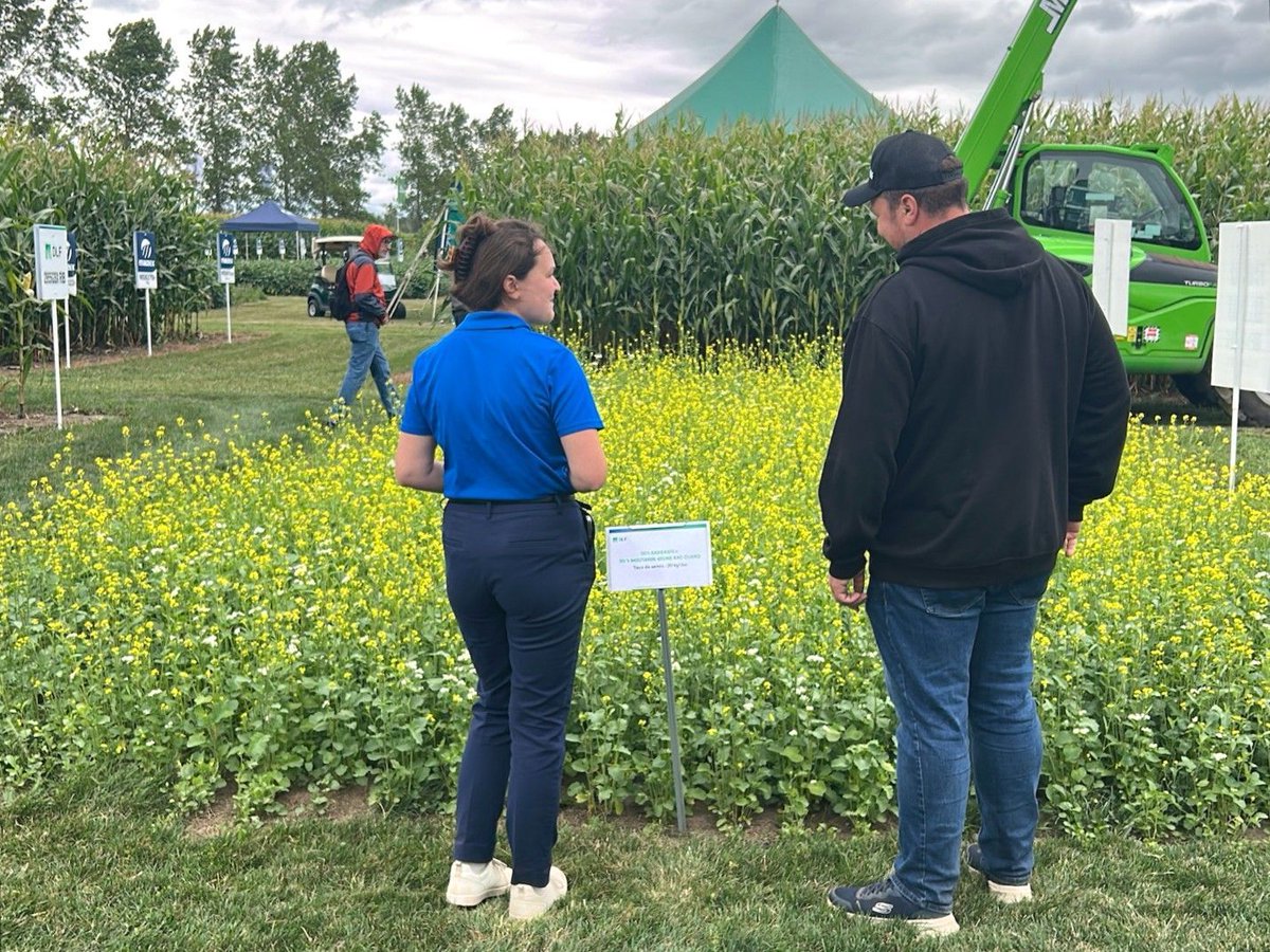 L’AAC Guard fait jaser toute la semaine à #ExpoChamps 🌱 Sa forte teneur en glucosinolates agit comme biofumigant naturel une fois incorporée au sol. #DLFHybrids #CulturesDeCouverture #SantéDesSols