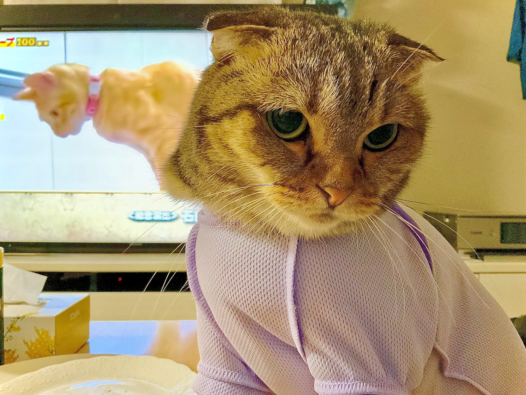 猫坊 (@catboy1984) / X