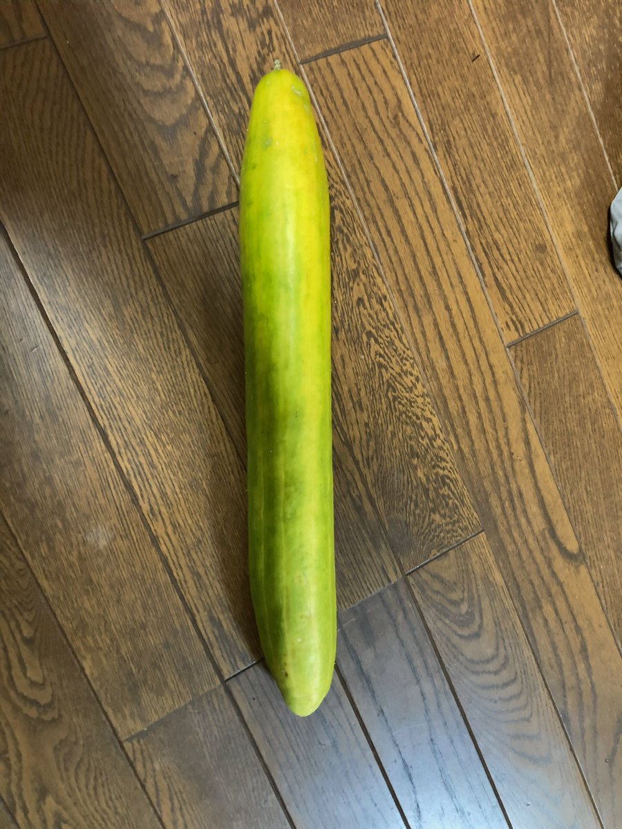 父親が2か月入院して
実家の畑が放置された結果…
43センチの
巨大きゅうりに成長してしまった…
ヘチマかと思ったσ^_^;