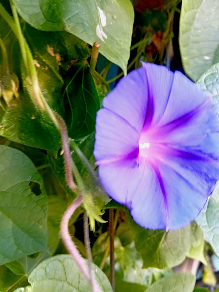 Катерина Галич tweet media