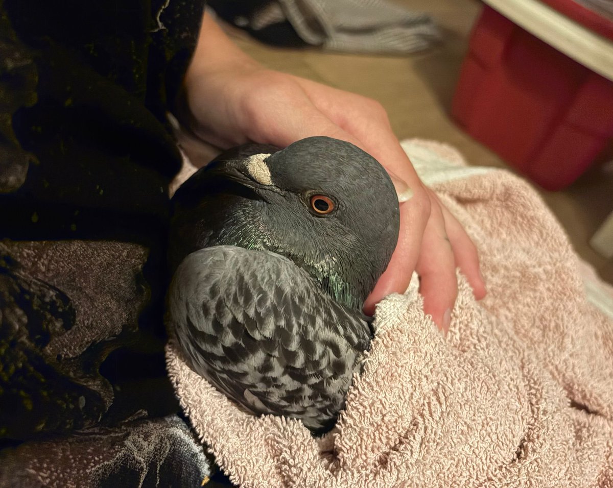 this baby is getting surgery to get his foot amputated tomorrow :’) his foot is mutilated and infected so bad from stringfoot :(((((